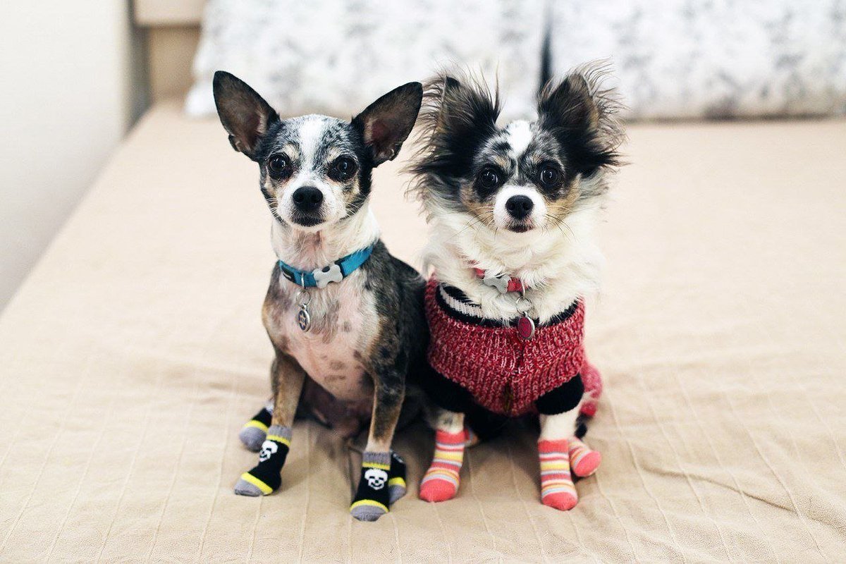 Мэджик петс Софи