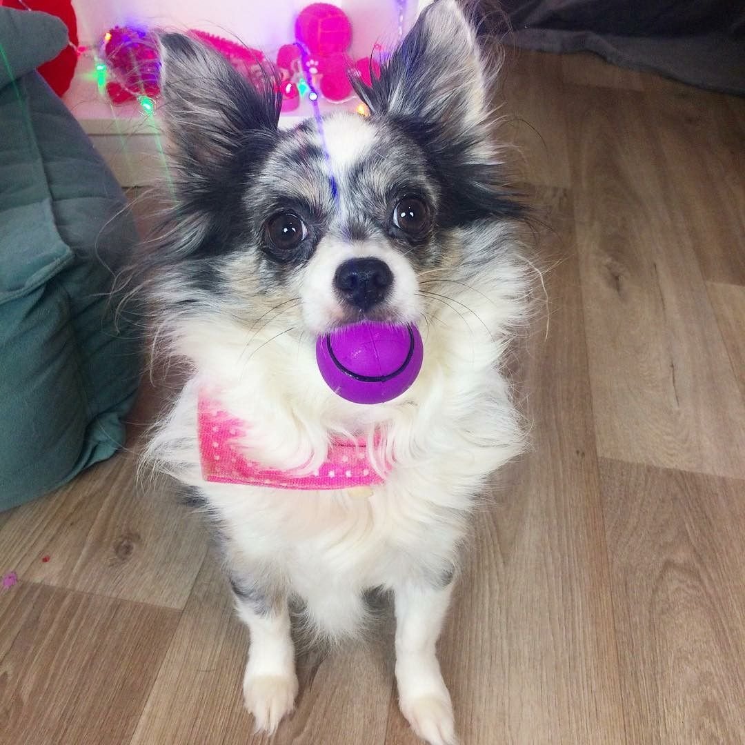 Энни Мэджик собаки