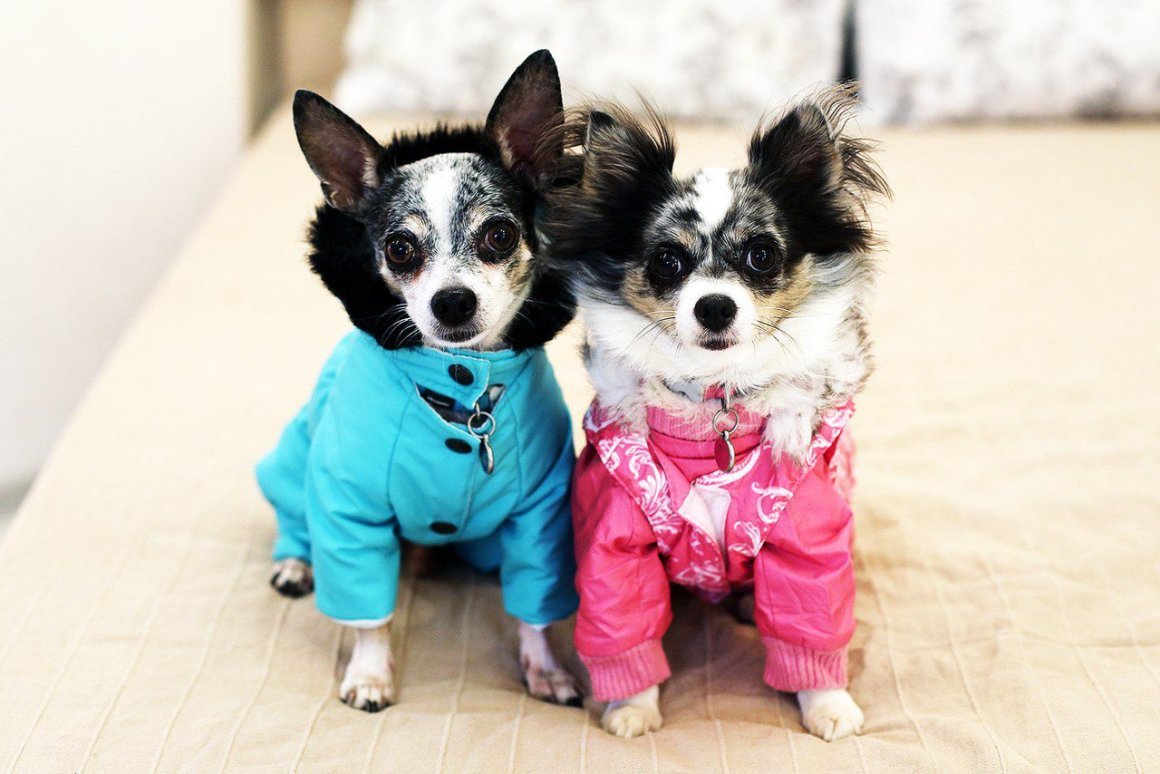 Чихуахуа Мэджик Фэмили Софи