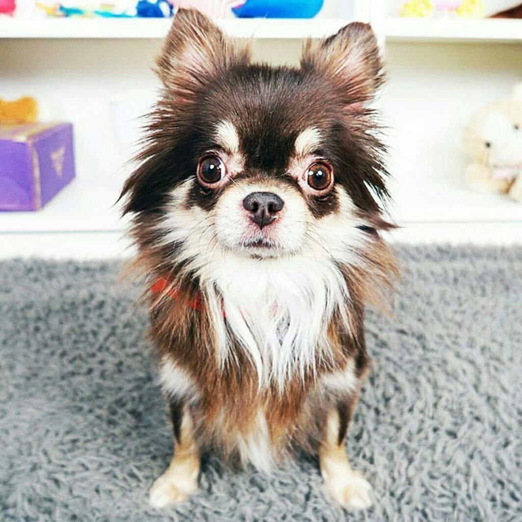 Мэджик Фэмили петс