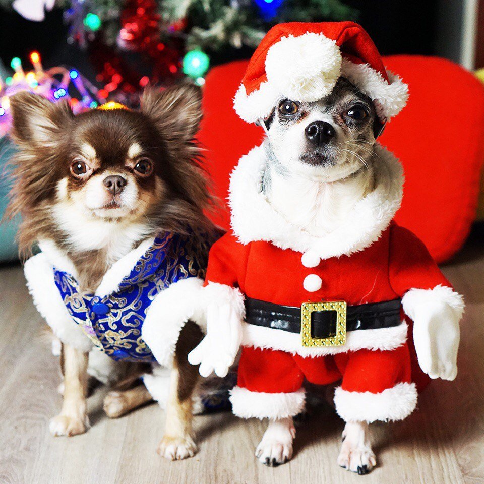 Мэджик петс Миша