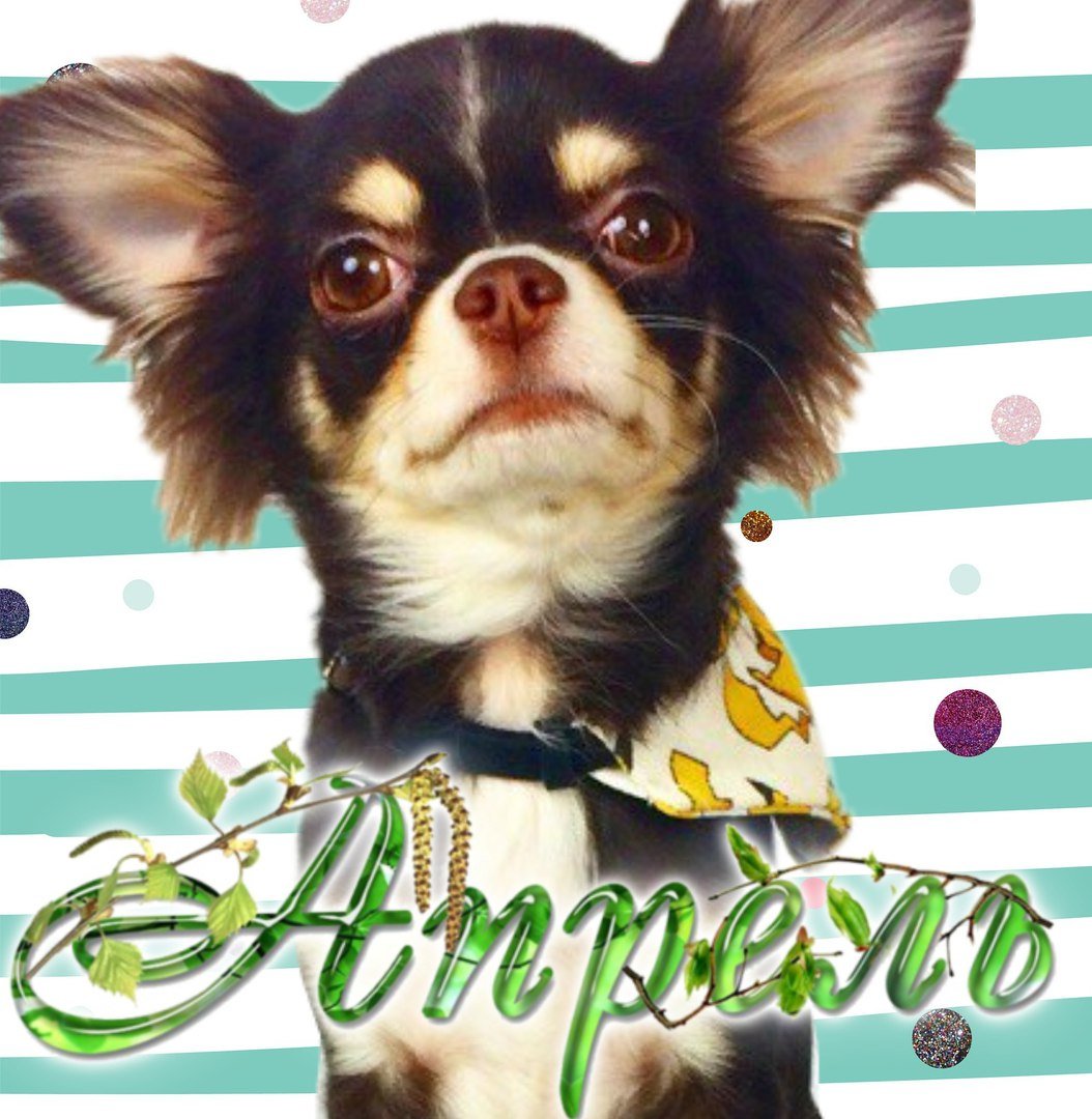 Мэджик петс фанфики