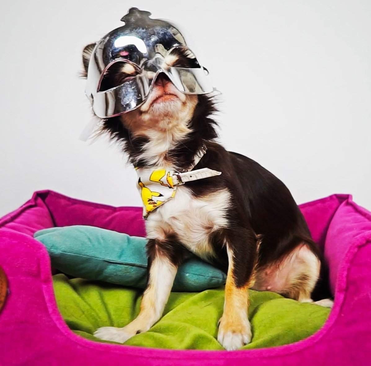 Чихуахуа Софи