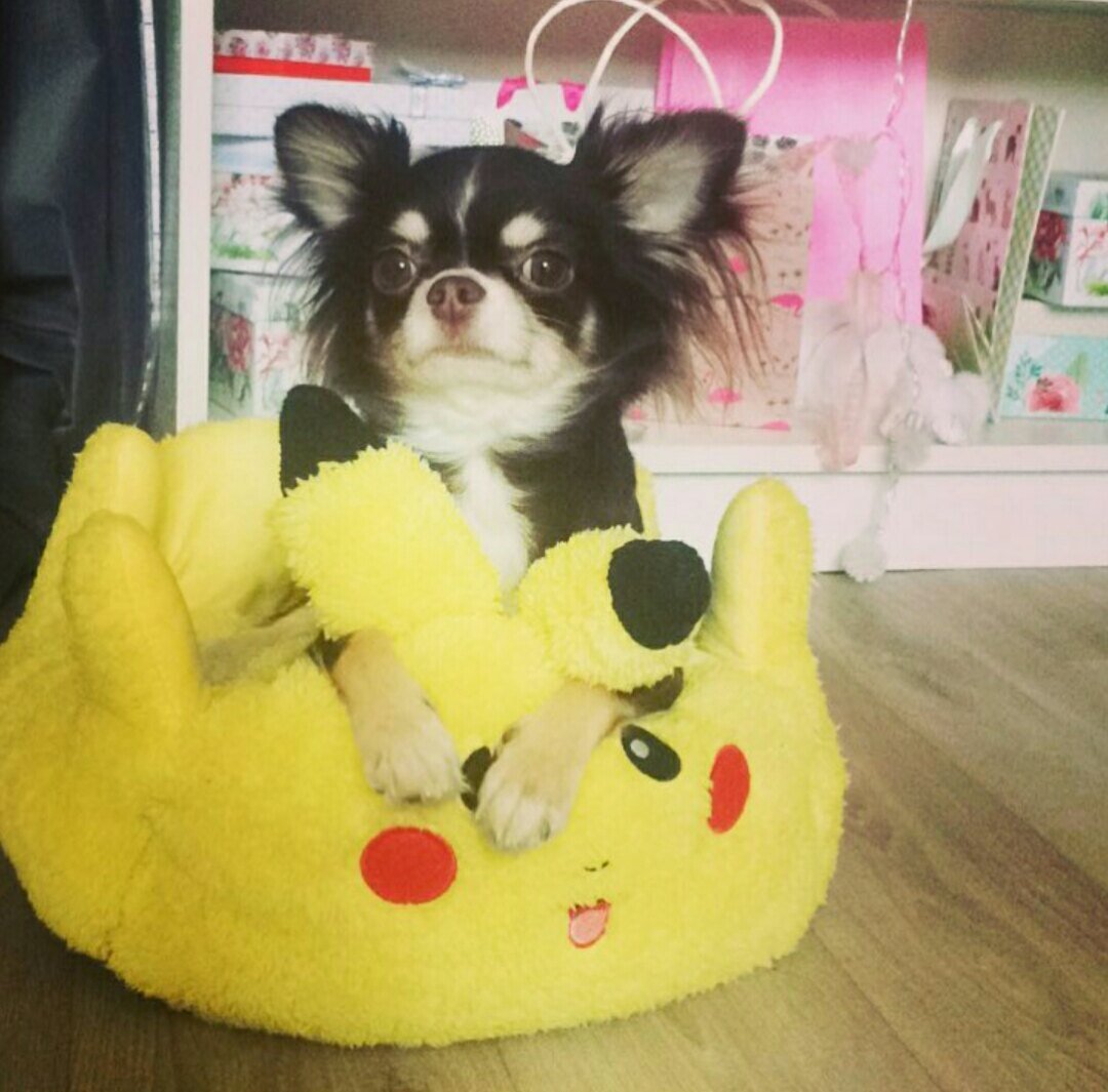 Мэджик петс Юми Чу