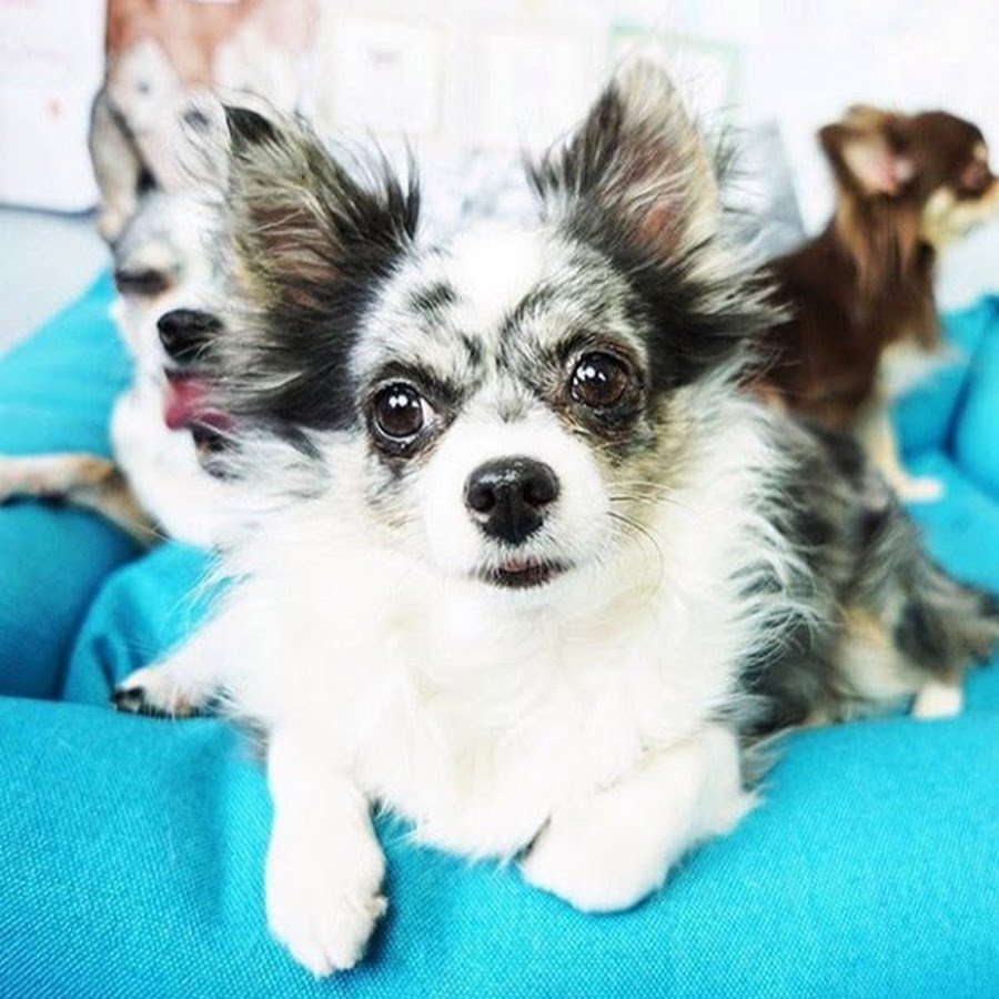 Мэджик петс Софи