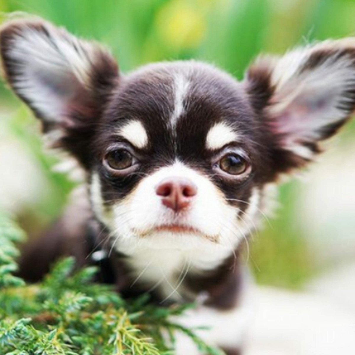 Чихуахуа Энни Мэджик