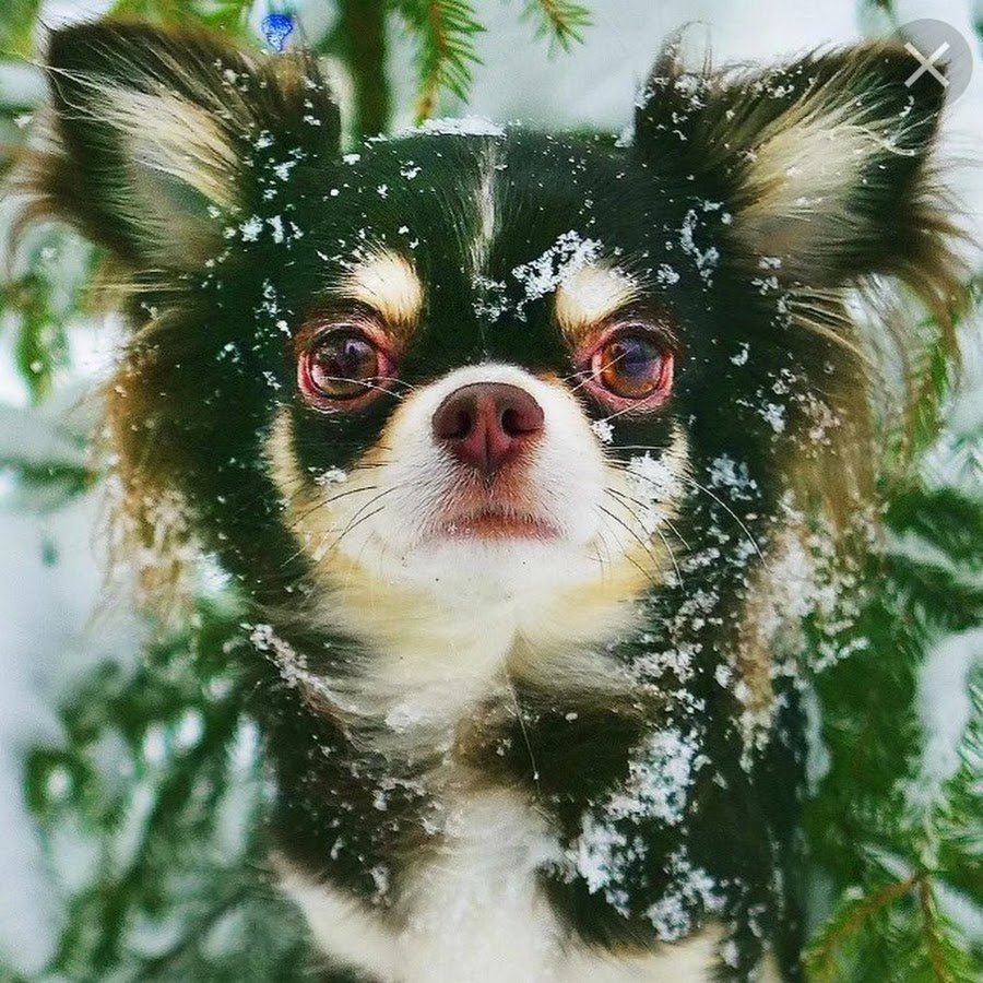 Лежанка Мэджик Фэмили