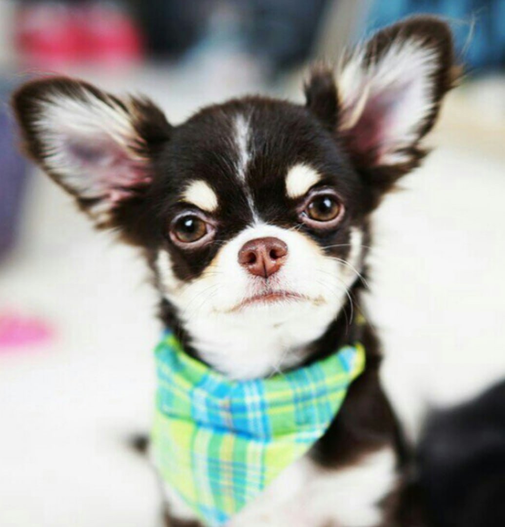 Юми Чу покемон Мэджик Фэмили