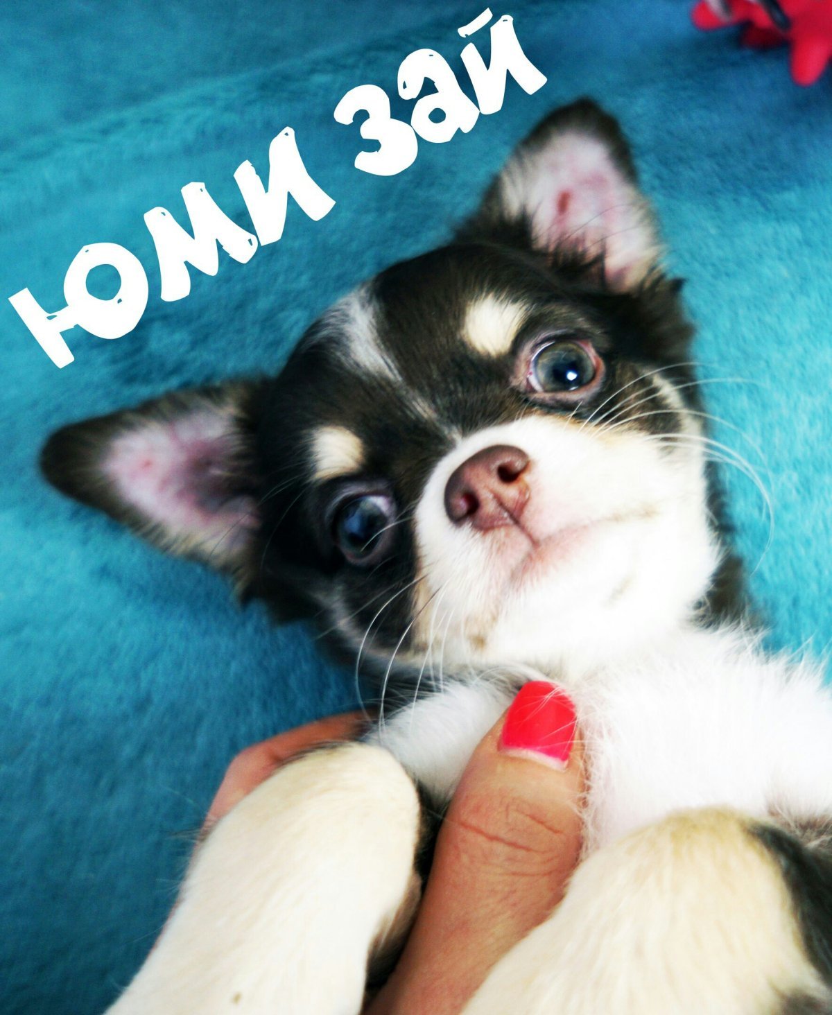 Мэджик Фэмили Юми Чу