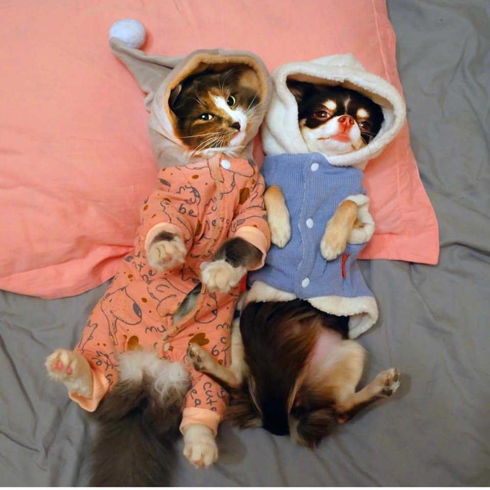 Мэджик Фэмили Миша лайк