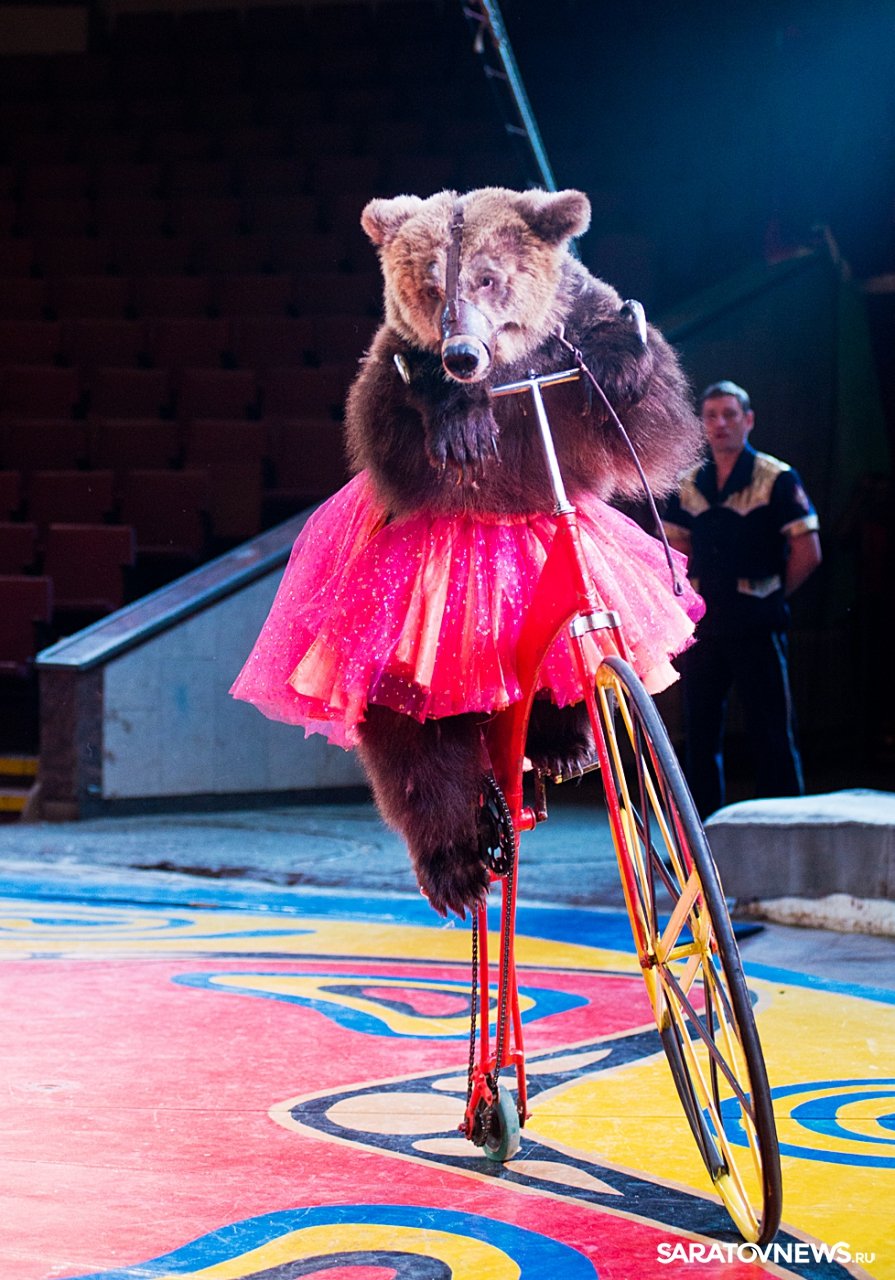 Медвежий цирк Филатовых