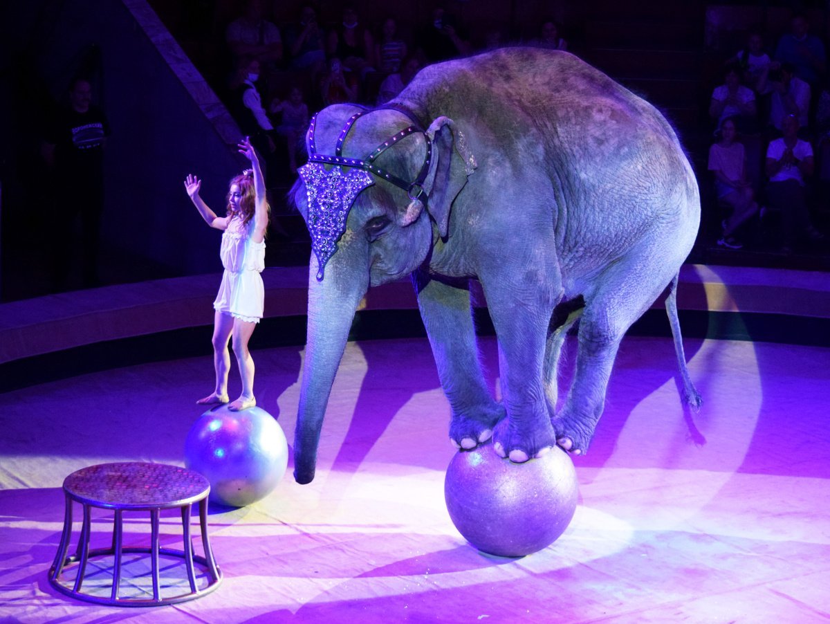 Вальтер Запашный дрессировщик