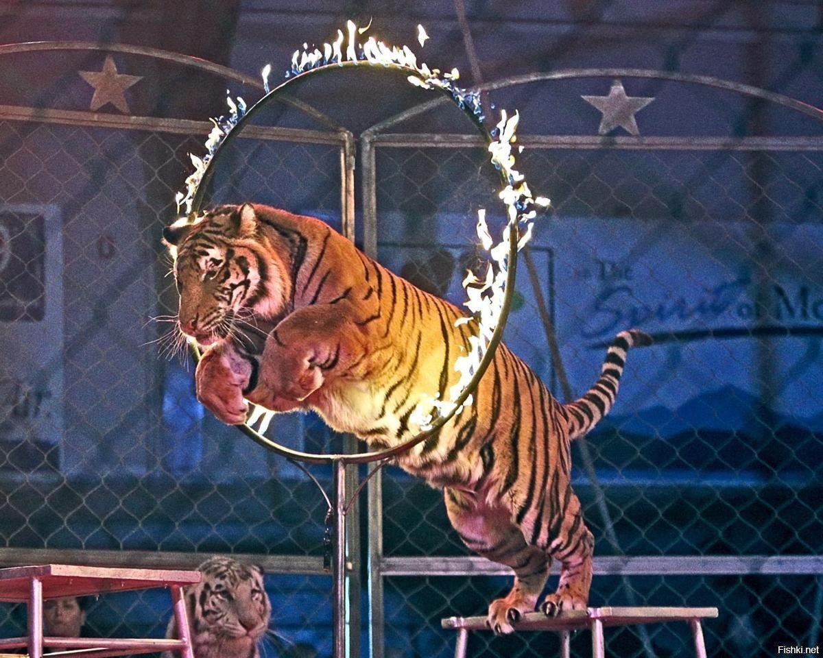 Цирковые животные для детей