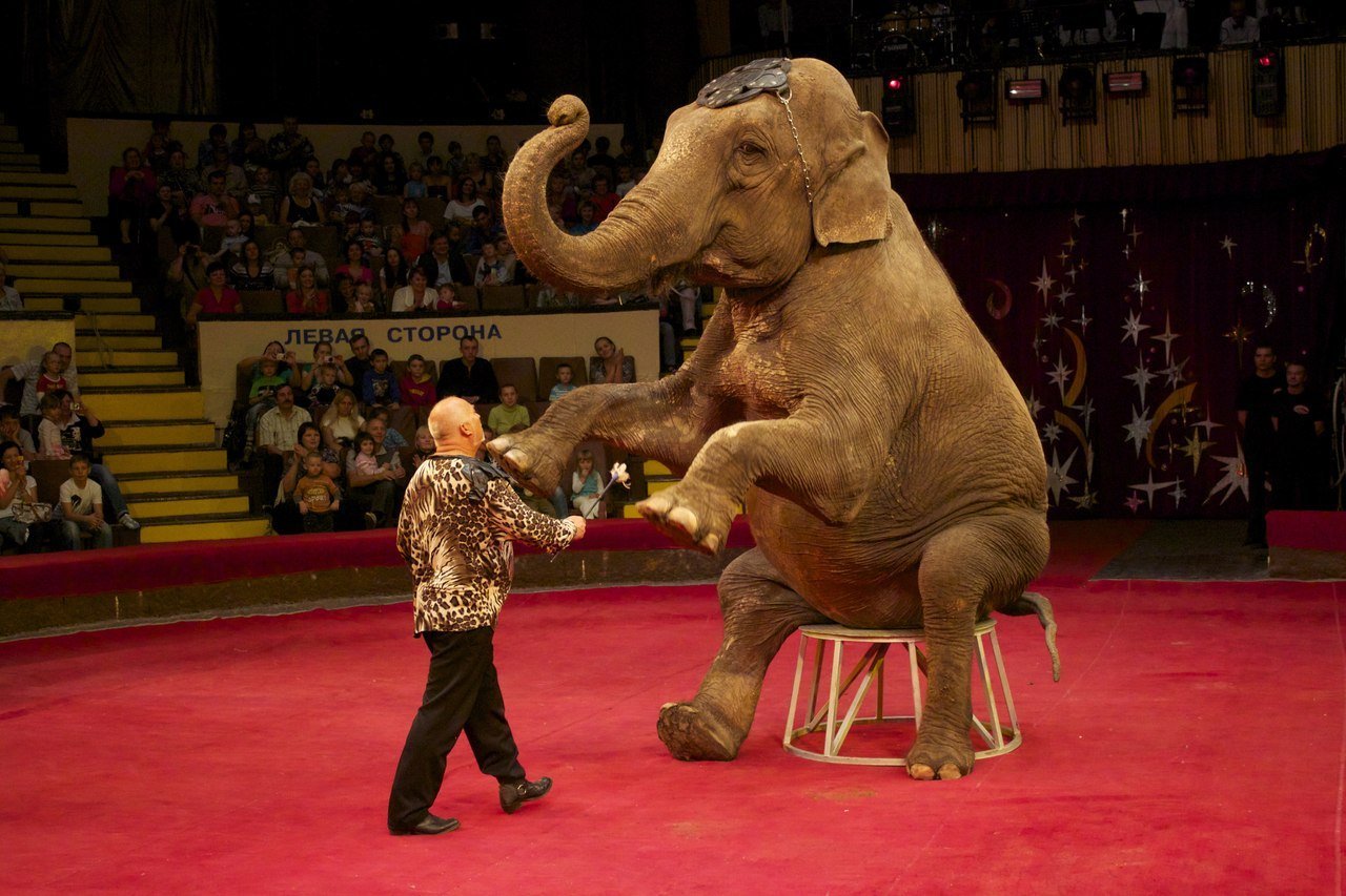 Удивит цирк. Слоны в цирке. Цирковые животные. Дрессированные слоны в цирке. Цирк со слонами.