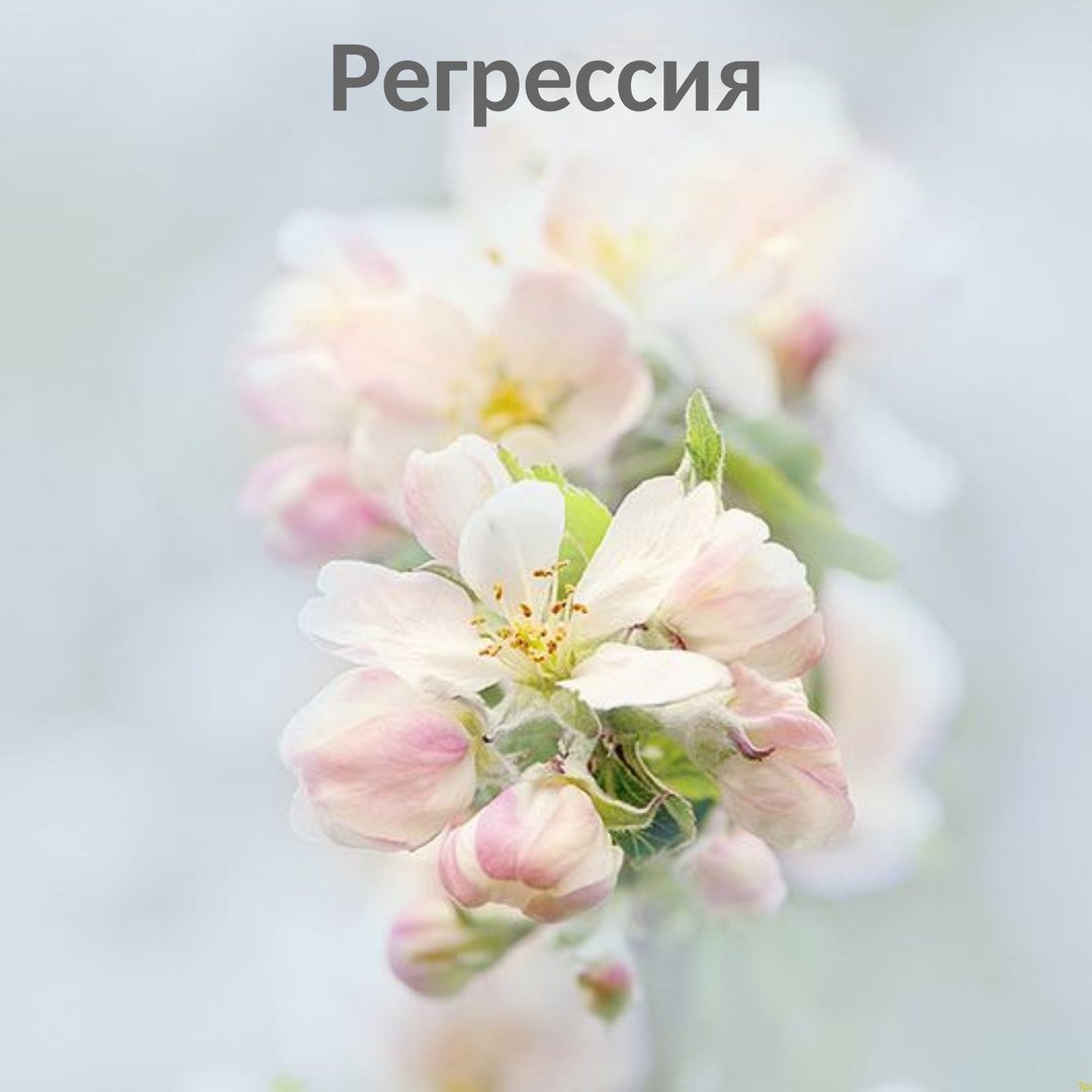 Цветы в пастельных тонах