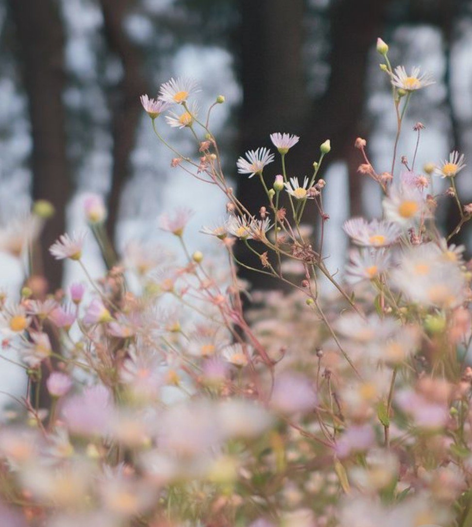 Нежность природа