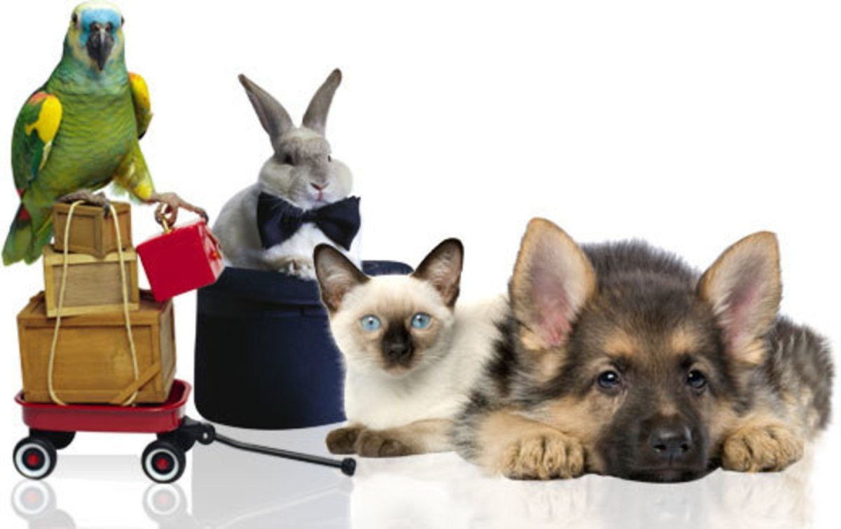 Зоотовары для животных