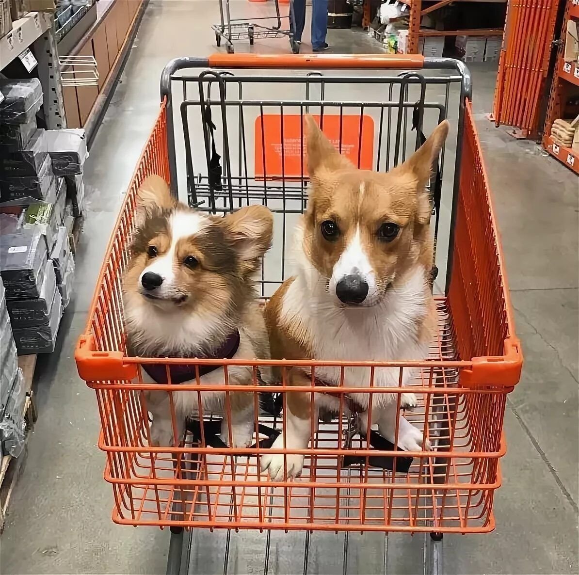 Зоотовары для животных