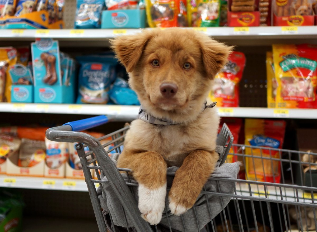 Товары для животных баннер