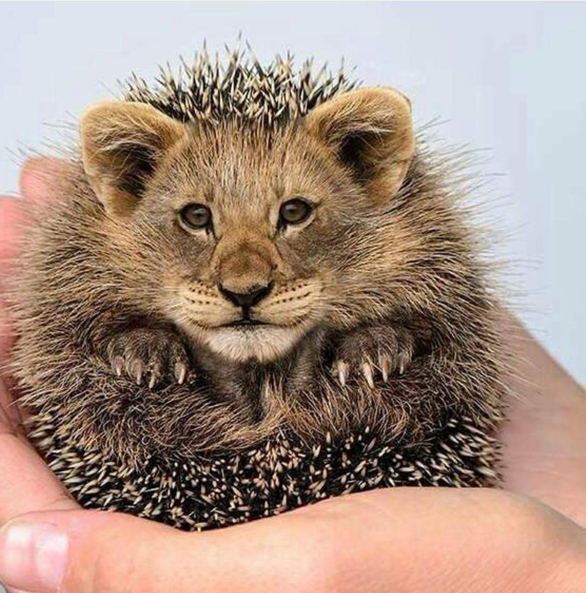 Ешкин кот Сидорова коза