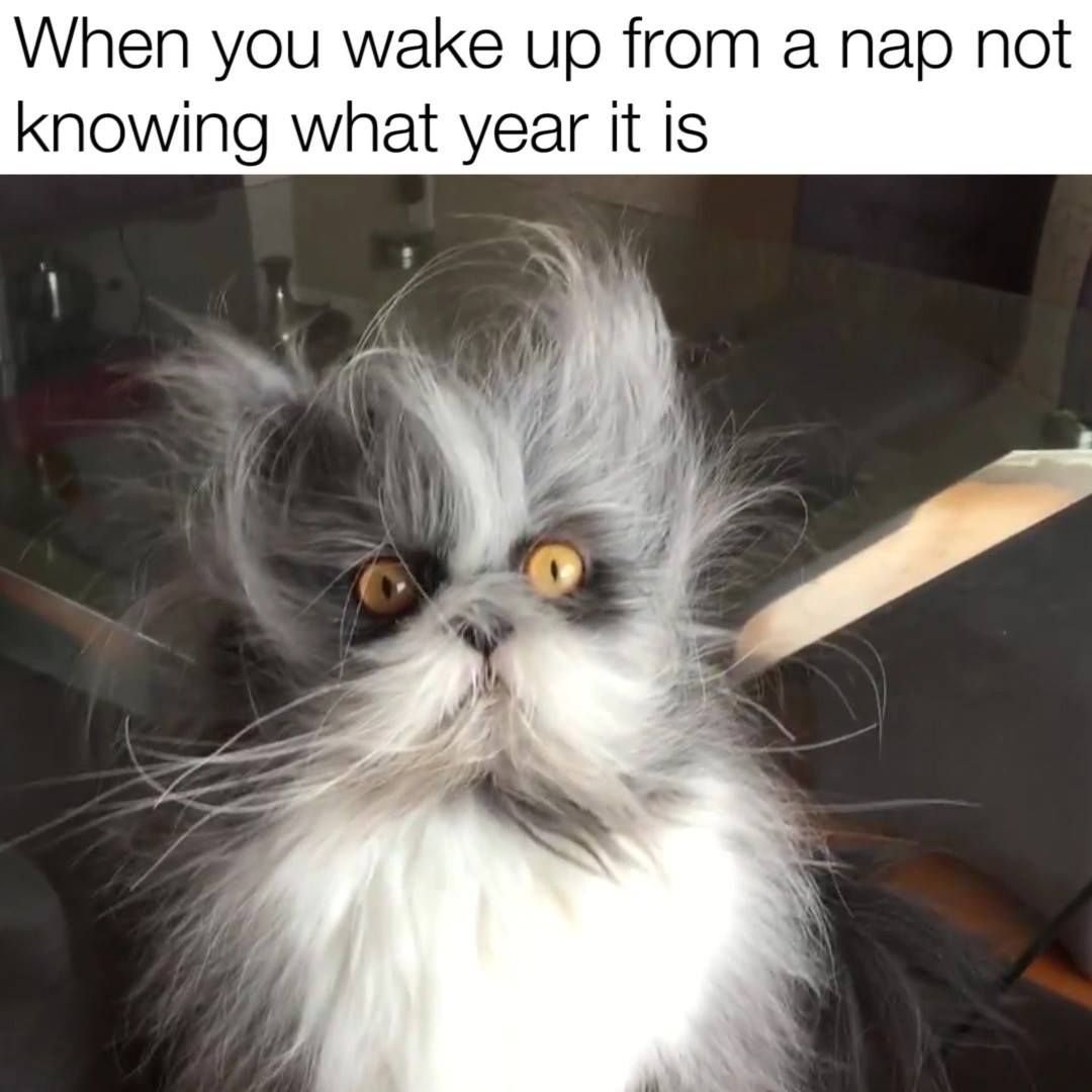 Йошкина кошка, Йошкар-Ола