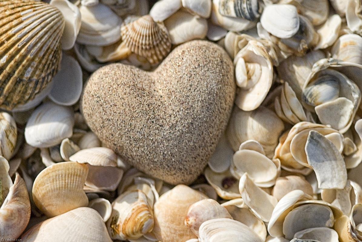 Ракушки на песке