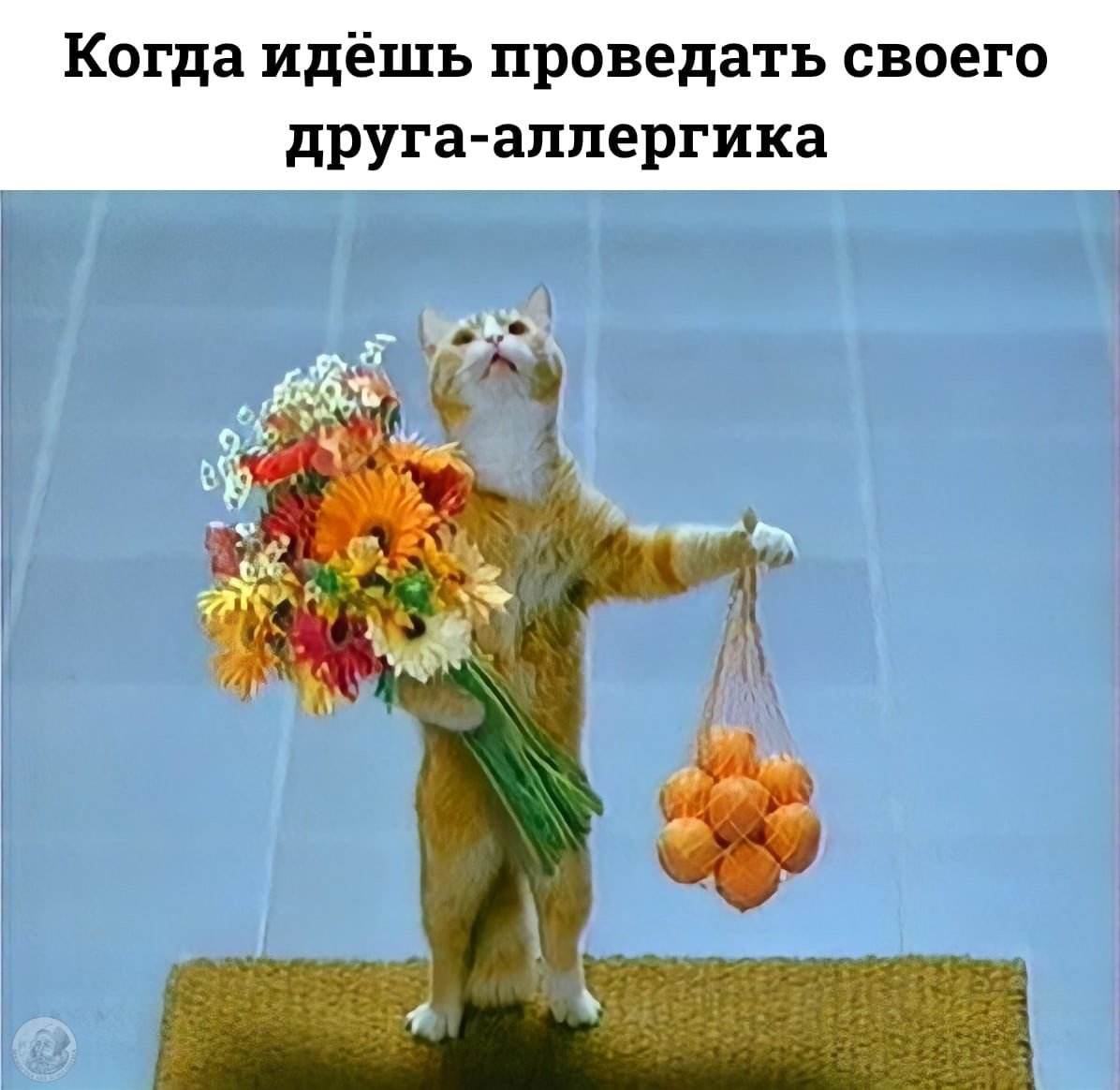 Коты просят прощения