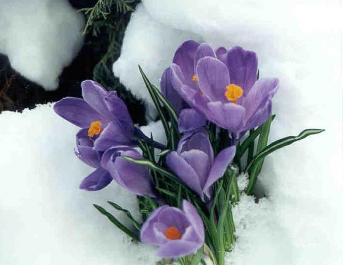 Крокусы и пролески