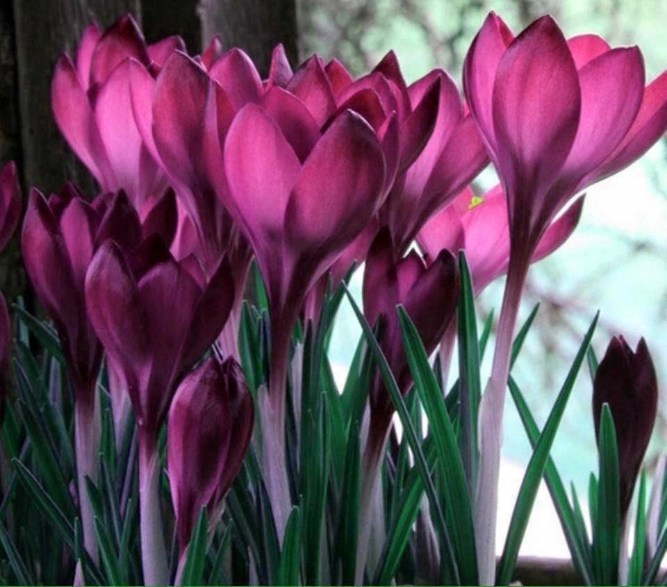 Подснежник Сибирский