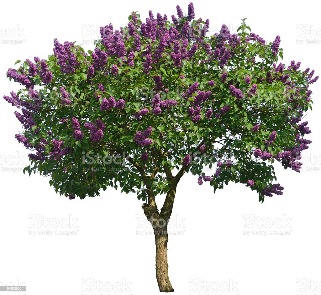 Отечественная литература