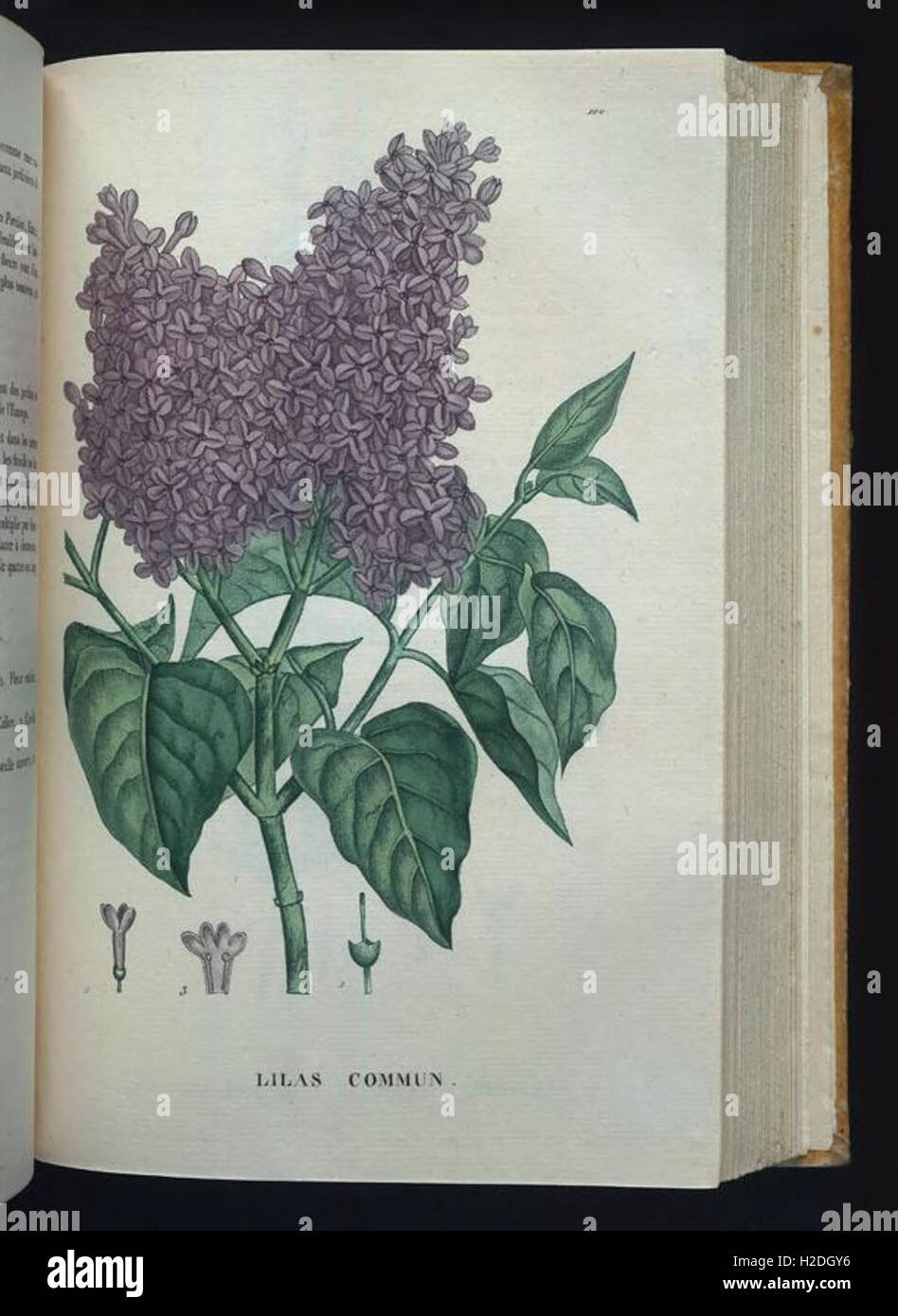 Рисование куст сирени