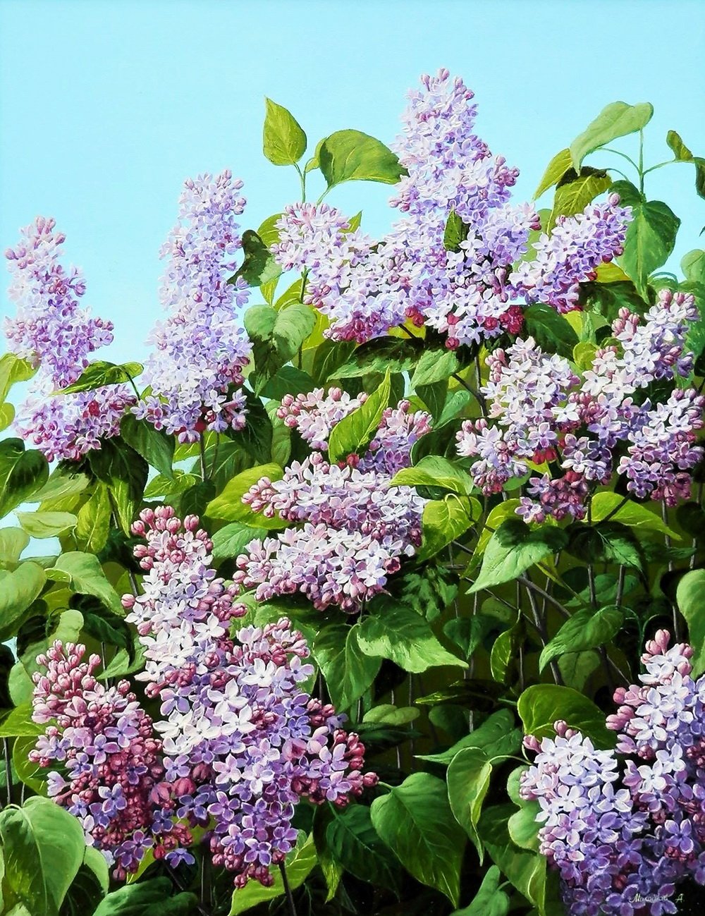 Сирень часы клипарт