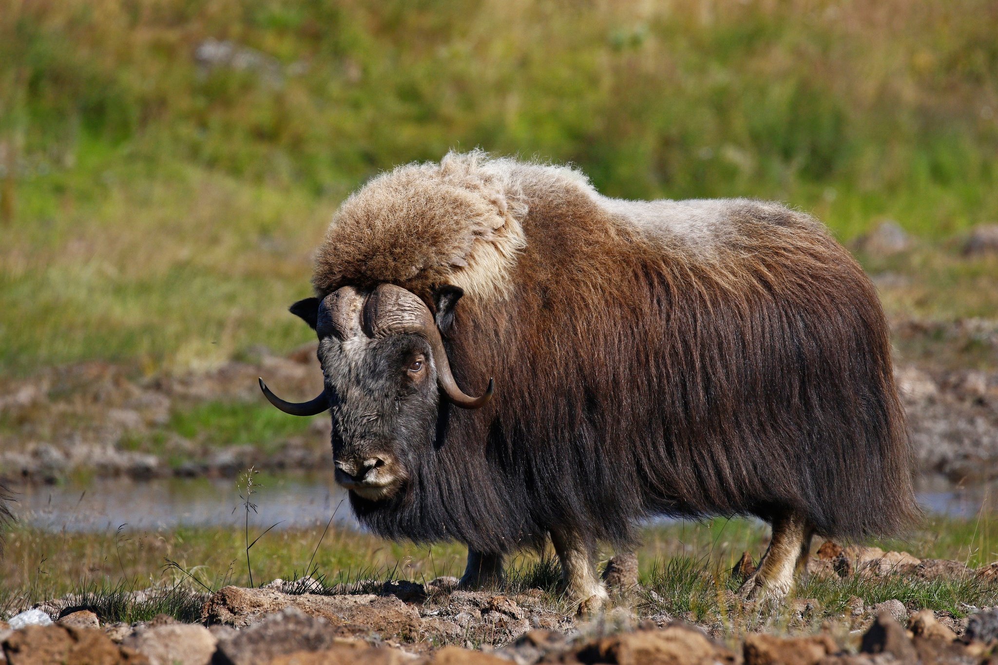 Млекопитающие покрыты шерстью. Мускусный овцебык. Овцебык в Северной Америке. Таймырский заповедник овцебык. Овцебык Гренландия.