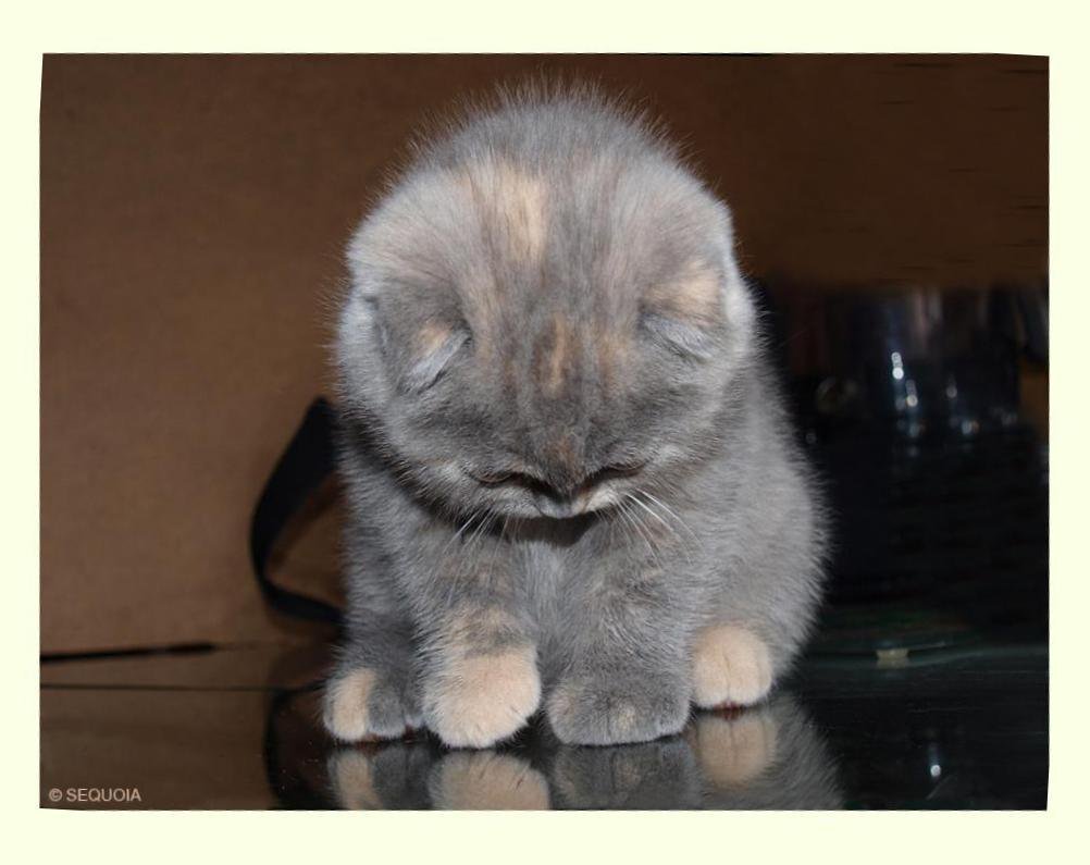 Пикчи я обиделась милые