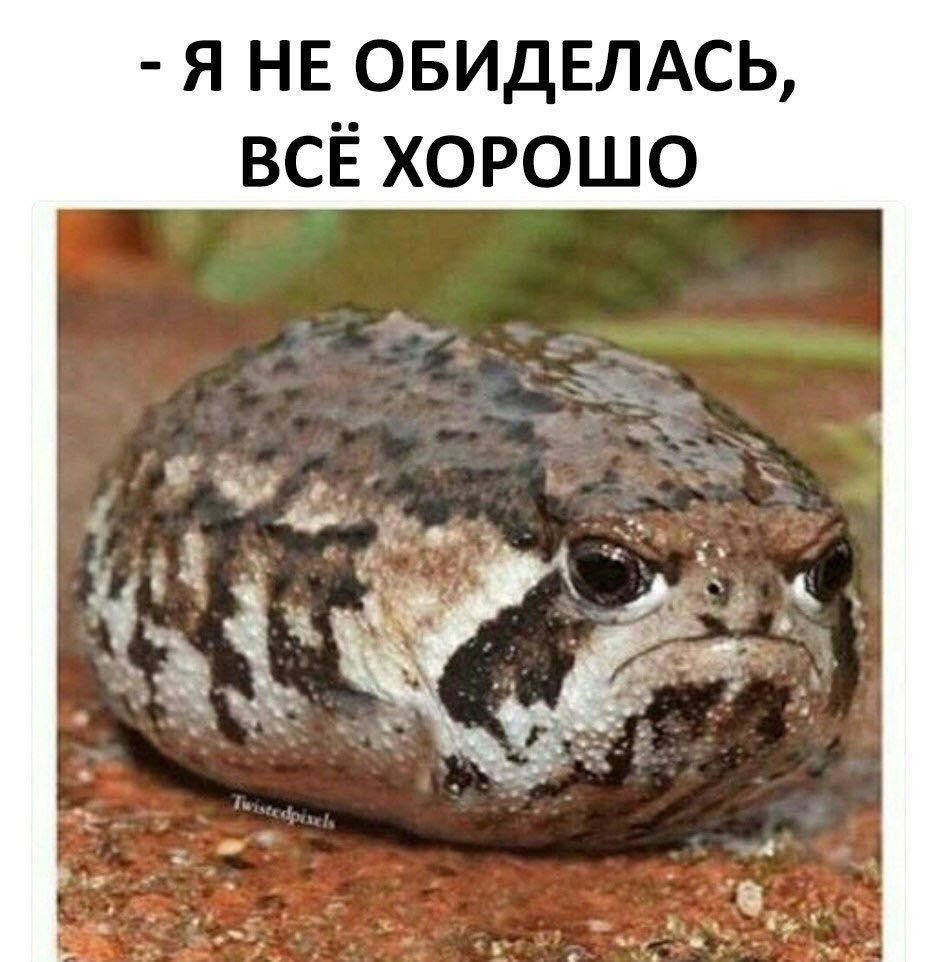 Милые котики с сердечками