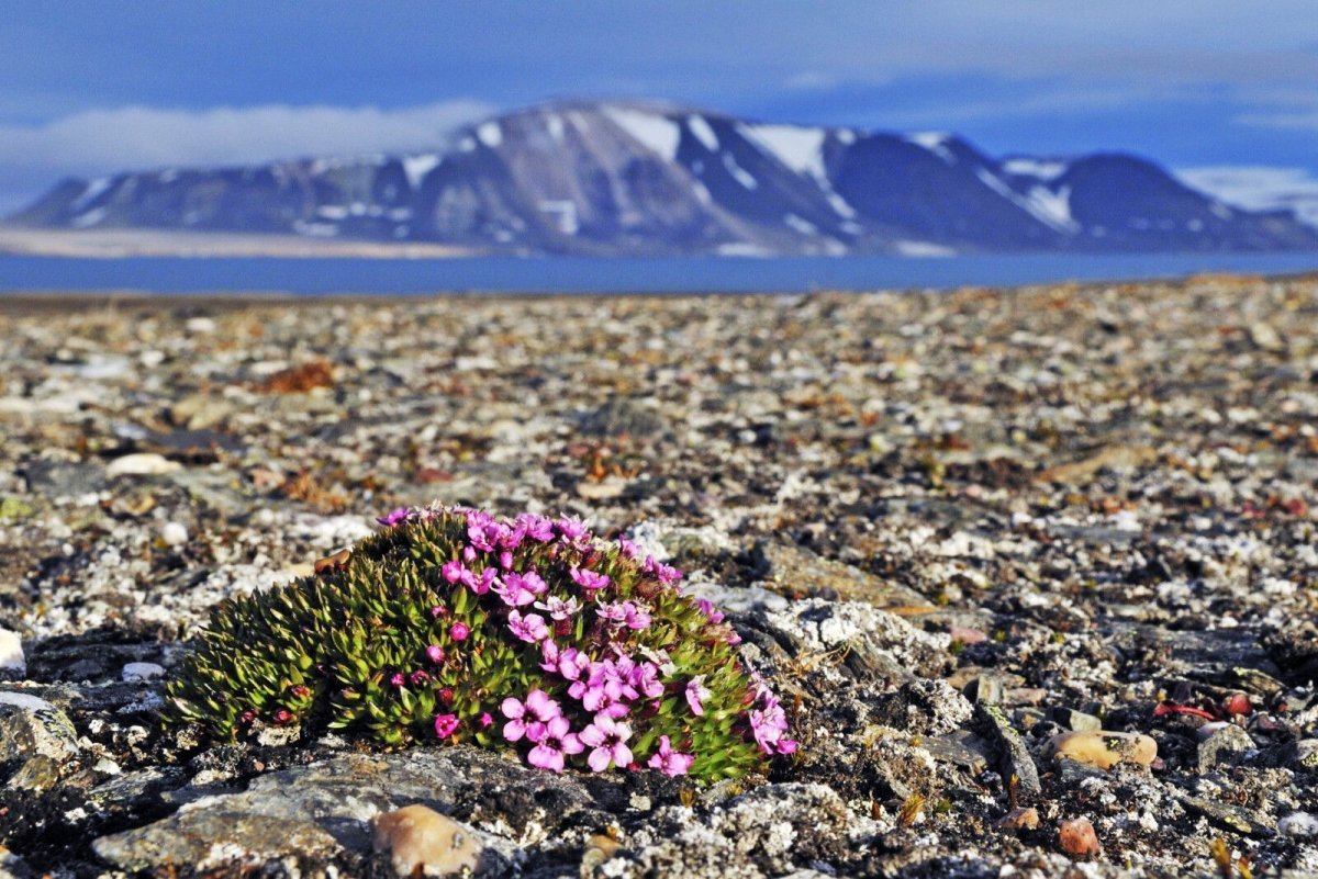 Арктические пустыни и Ледяная зона