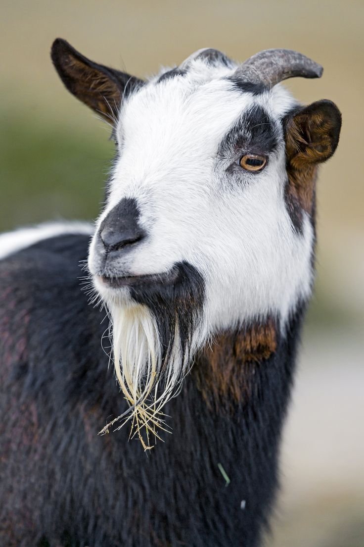 Бородатый козлик