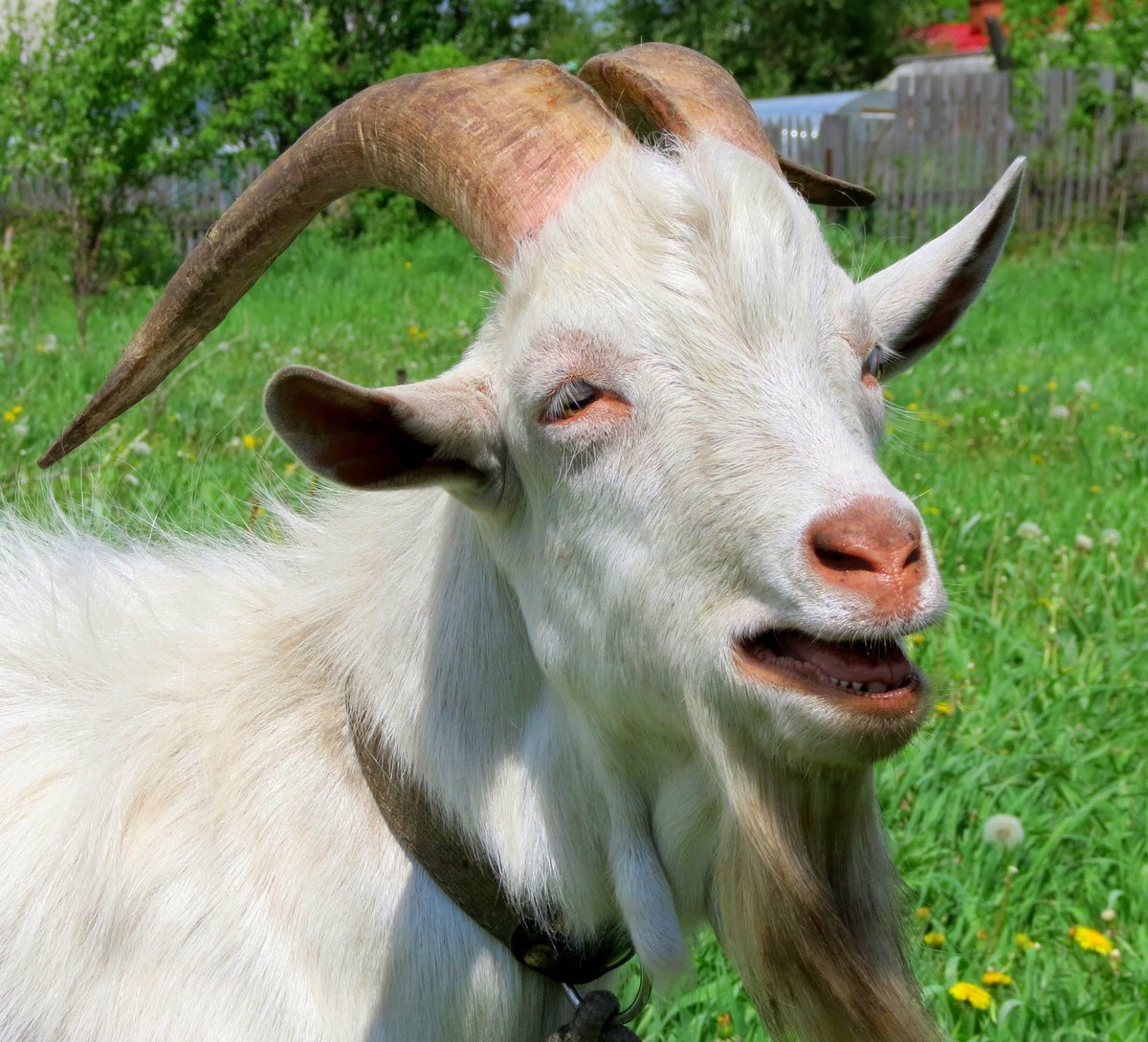 Морда козла