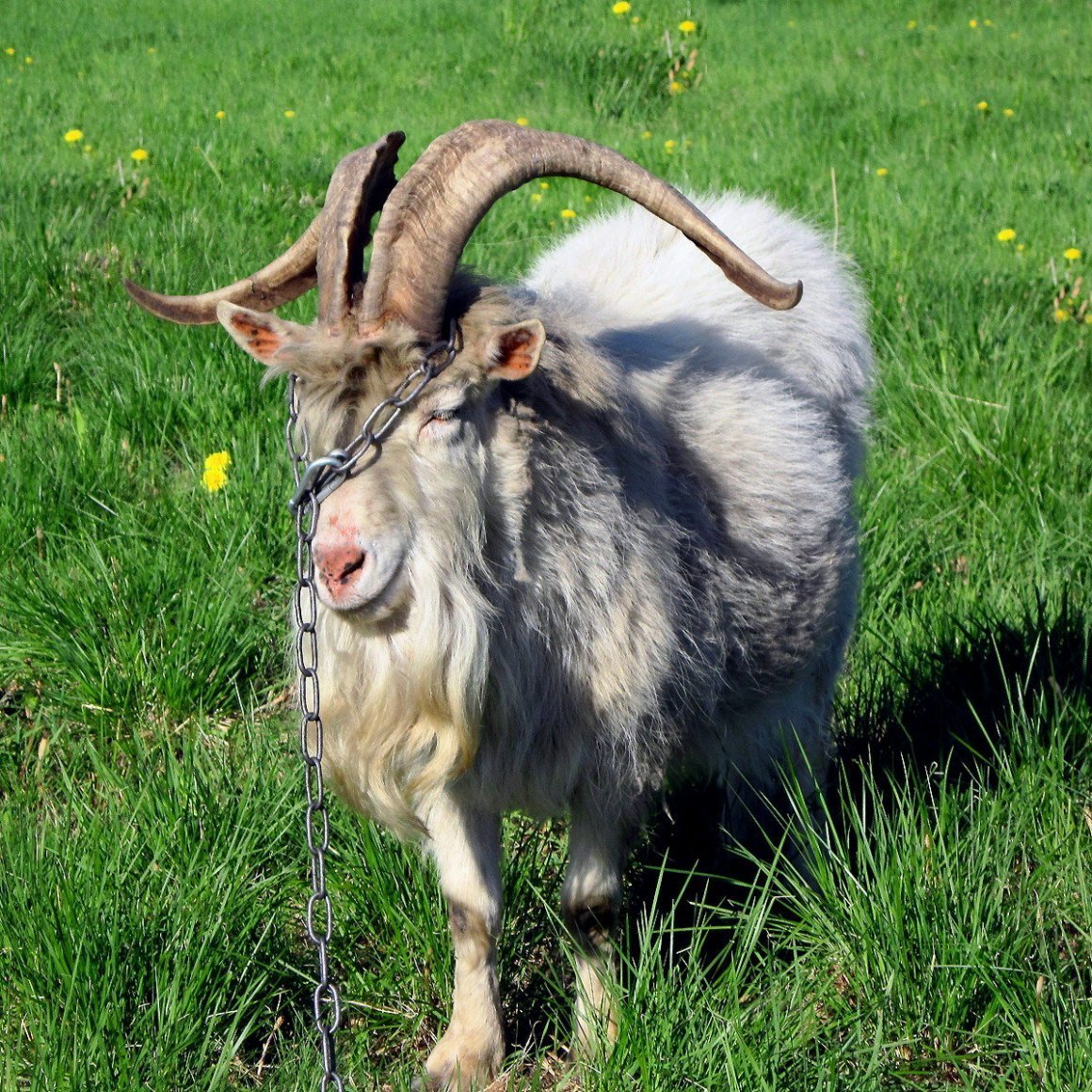 Бородатая коза