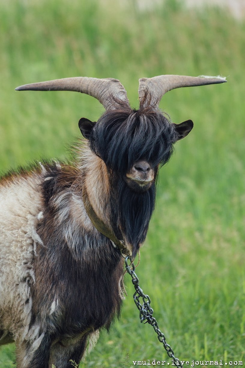 Козлик с челкой