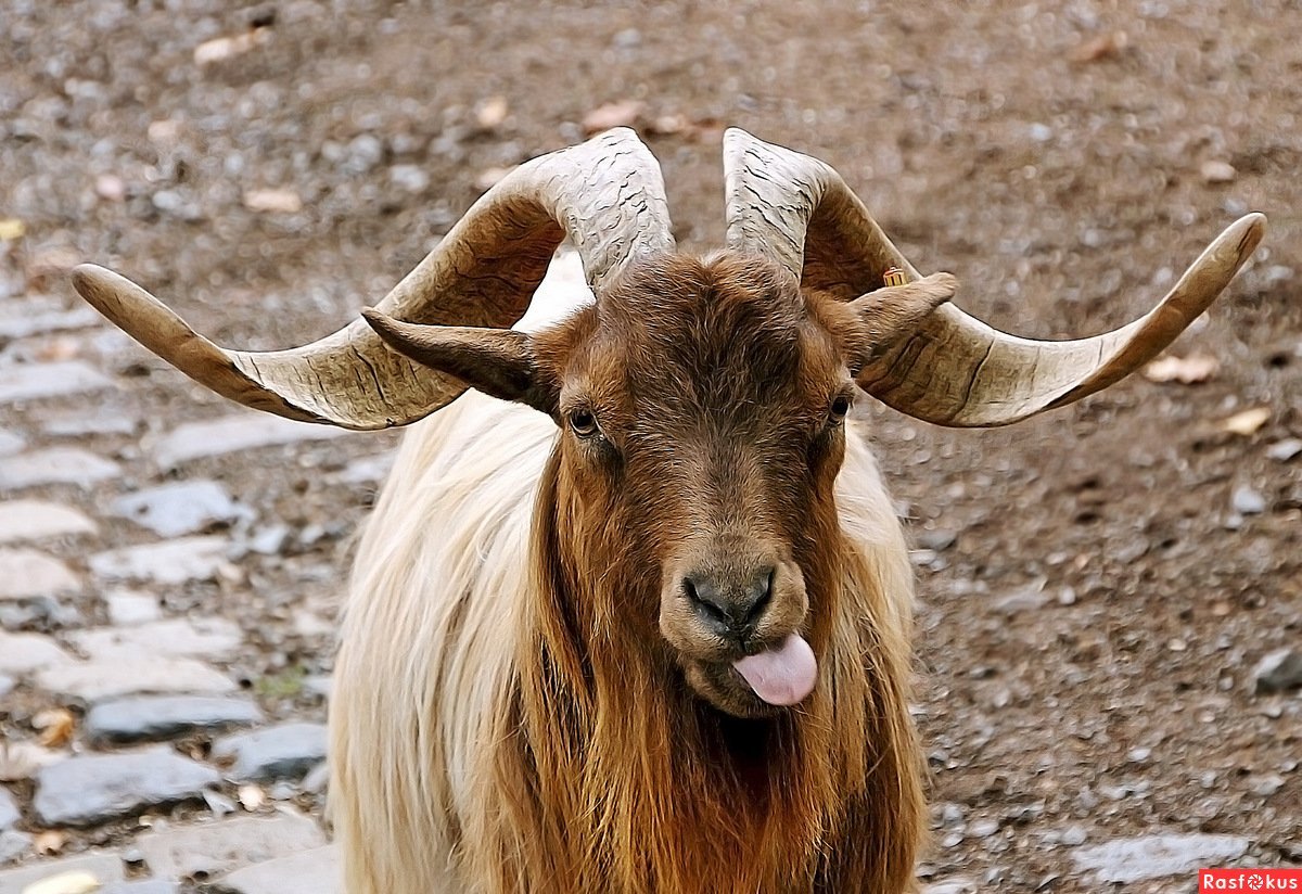 Рыжий козел
