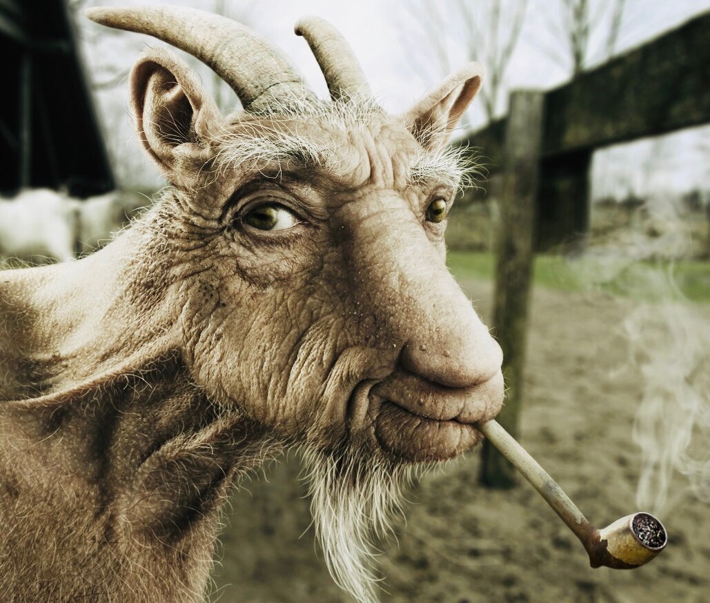 Старый козлик