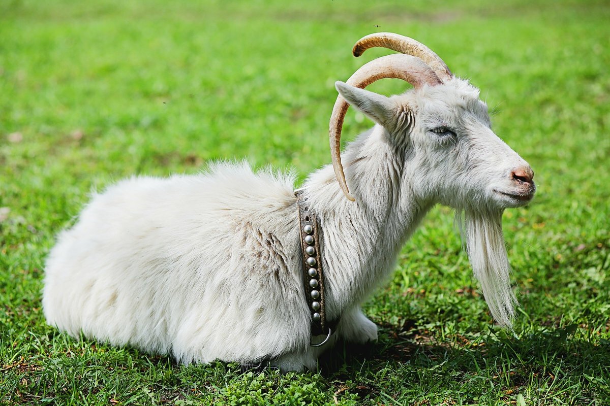 Козел с бородой картинки