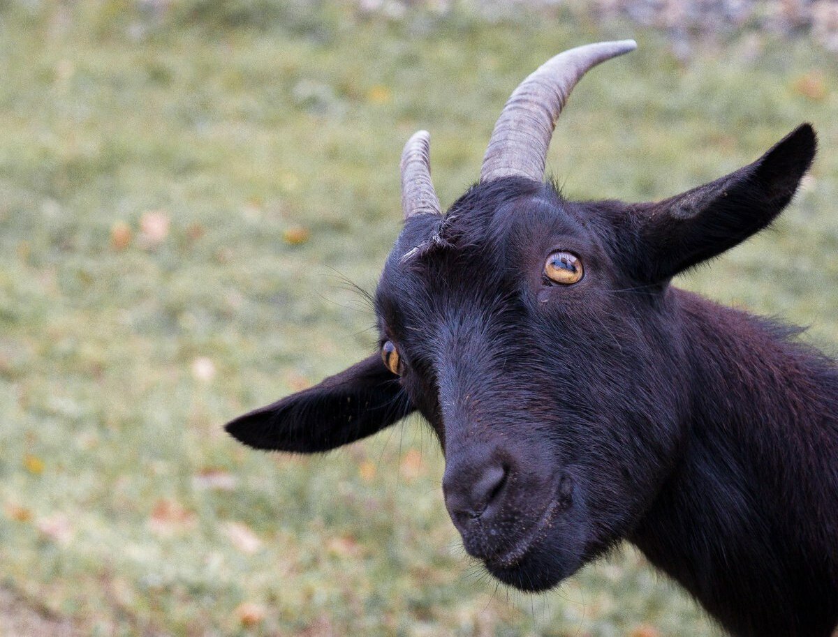 Альпийский козел