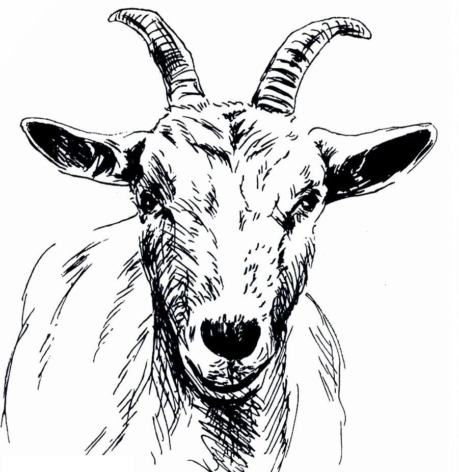 Морда козы