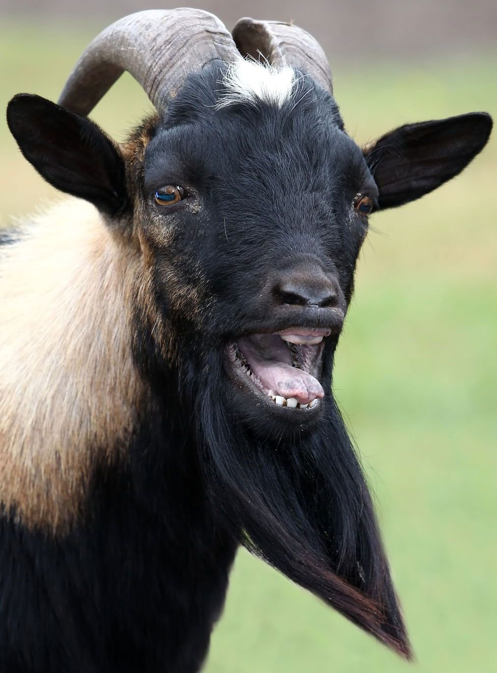 Козлик с черной бородкой