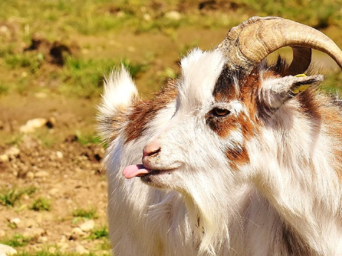 Упрямые козы