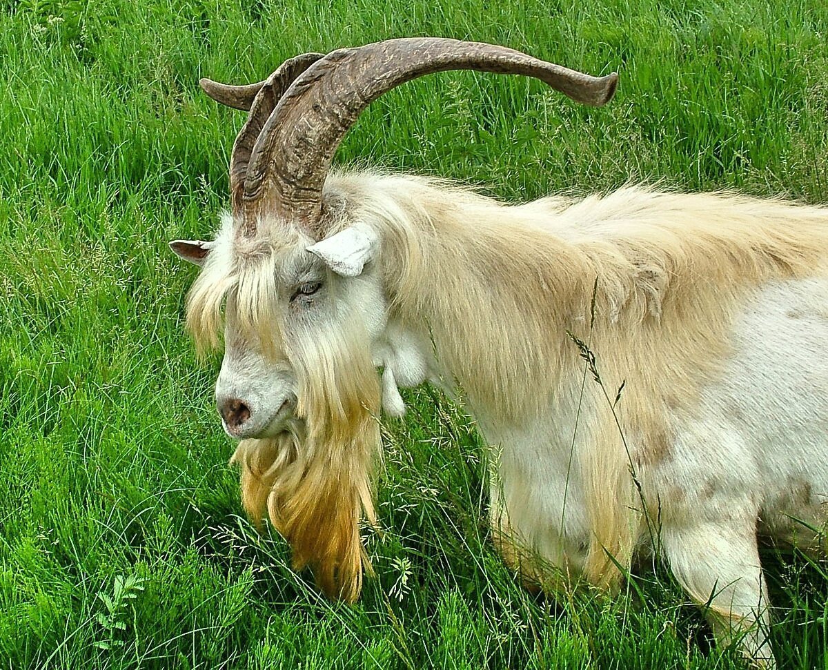 Смешной козлик