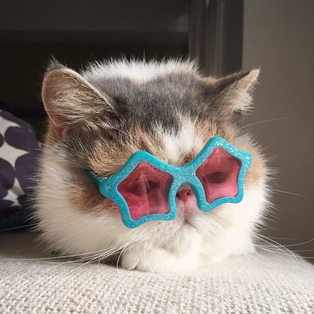 Кот в очках