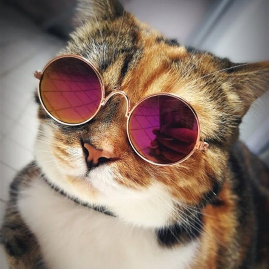 Кот в очках